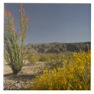 Azulejo De Cerâmica Ocotillo e senna do deserto