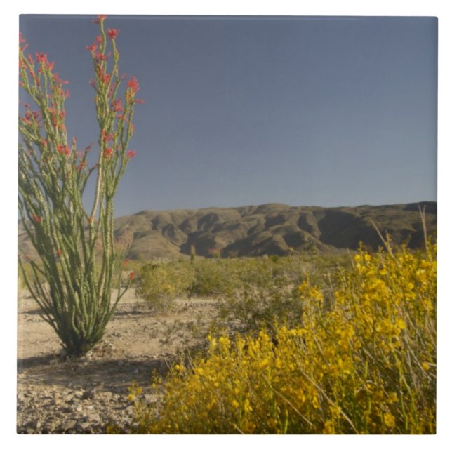 Azulejo De Cerâmica Ocotillo e senna do deserto (Frente)