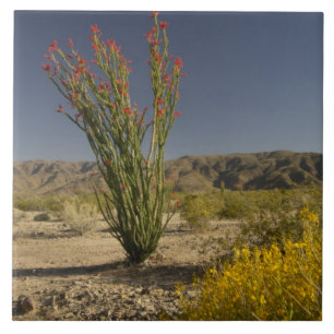 Azulejo De Cerâmica Ocotillo e senna do deserto