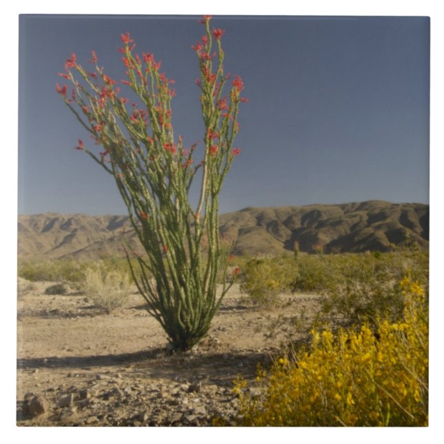 Azulejo De Cerâmica Ocotillo e senna do deserto (Frente)