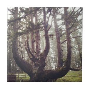 Azulejo De Cerâmica Octopus Tree, Cape Meares, Oregon