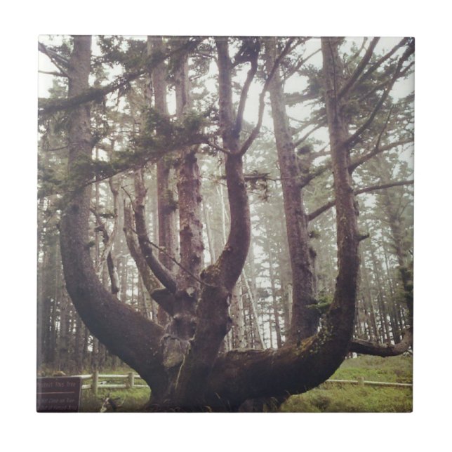 Azulejo De Cerâmica Octopus Tree, Cape Meares, Oregon (Frente)