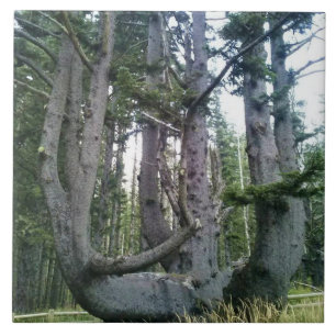 Azulejo De Cerâmica Octopus Tree, Cape Meares, Oregon