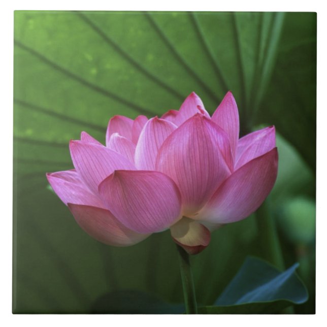 Azulejo De Cerâmica Ohga Lotus, Sankei-en Garden, Yokohama, Japão (Frente)