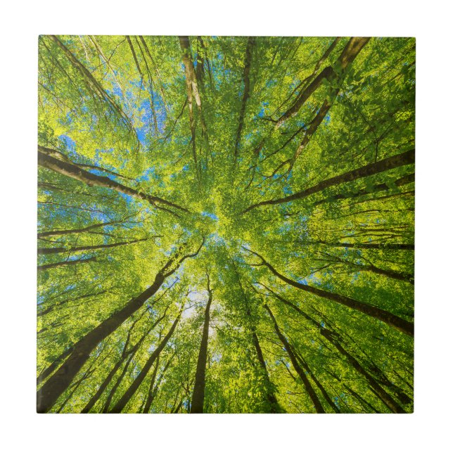 Azulejo De Cerâmica Olhando através das folhas de árvores verdes (Frente)