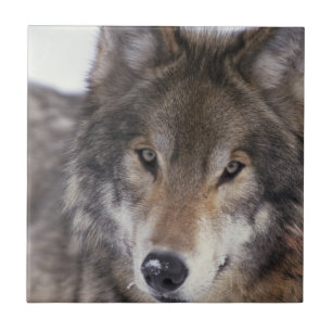 Azulejo De Cerâmica Olhar do lobo