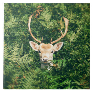 Azulejo De Cerâmica Olhar um Deer