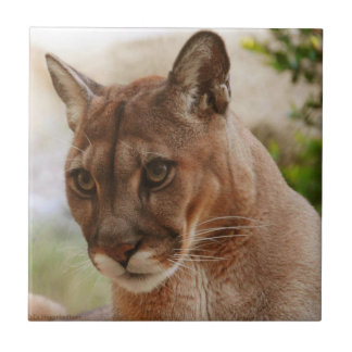 Azulejo De Cerâmica Olhe essa cara