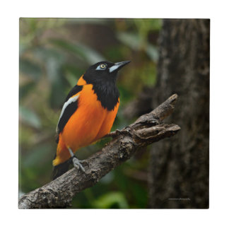 Azulejo De Cerâmica Olhe para o céu