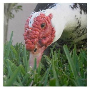 Azulejo De Cerâmica Olho da fotografia do Fim-Acima do pato