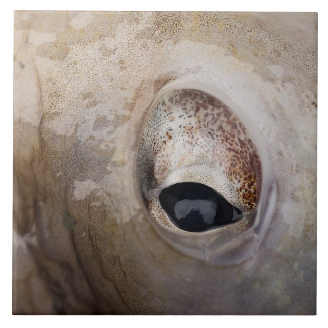 Azulejo De Cerâmica Olho de Octopus (Frente)