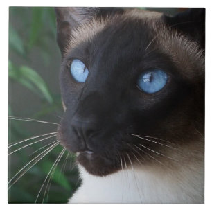 Azulejo De Cerâmica Olhos azuis do gato Siamese
