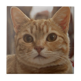 Azulejo De Cerâmica Olhos castanhos de gengibre 