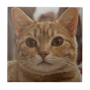 Azulejo De Cerâmica Olhos castanhos de gengibre