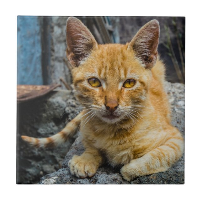 Azulejo De Cerâmica Olhos de ouro (Frente)