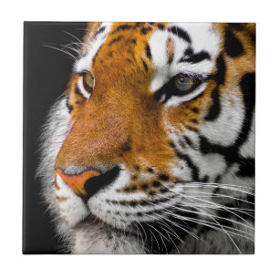 Azulejo De Cerâmica Olhos de Tigre Selvagem