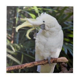 Azulejo De Cerâmica Ondas de Cockatoo Penteadas com Enxofre no Fotógra