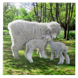 Azulejo De Cerâmica "Oona e suas gêmeas"