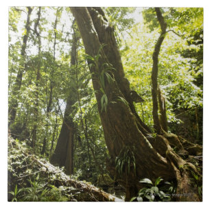 Azulejo De Cerâmica opinião da floresta húmida, Dominica