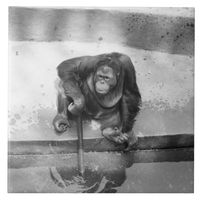 Azulejo De Cerâmica Orangotango (Frente)