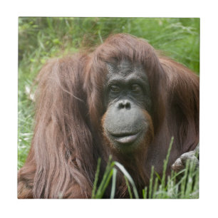 Azulejo De Cerâmica Orangutan