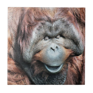 AZULEJO DE CERÂMICA ORANGUTANOS