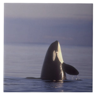 Azulejo De Cerâmica Orca assassina (Orca orcinus) espiando perto