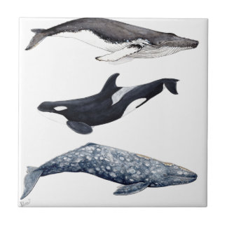 Azulejo De Cerâmica Orca, ballena jorobada y ballena gris