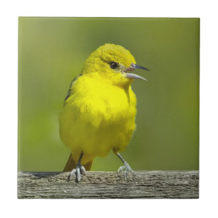 Azulejo De Cerâmica Orchard Oriole - Fotografia original