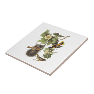Azulejo De Cerâmica Oriole do norte por Audubon