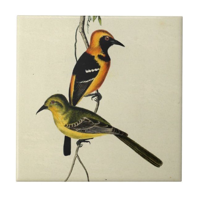 Azulejo De Cerâmica Oriole encapuçado (Frente)