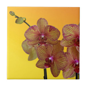 Azulejo De Cerâmica orquídea