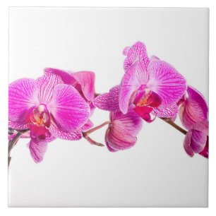 Azulejo De Cerâmica Orquídea