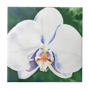 Azulejo De Cerâmica Orquídea branca