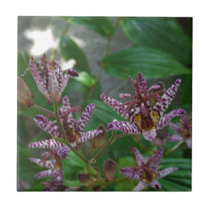 Azulejo De Cerâmica Orquídea branca-rosa-púrpura, listrada, como uma f