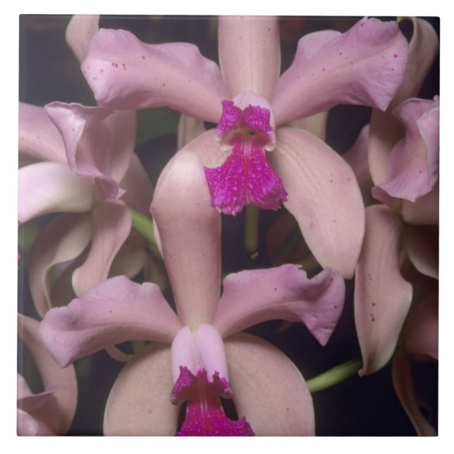 Azulejo De Cerâmica Orquídea, (Cattleya amethystoglossa), Leste (Frente)