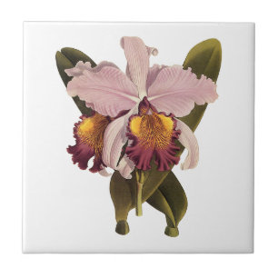 Azulejo De Cerâmica Orquídea Cattleya Roxa Vintage, Flores Tropicais