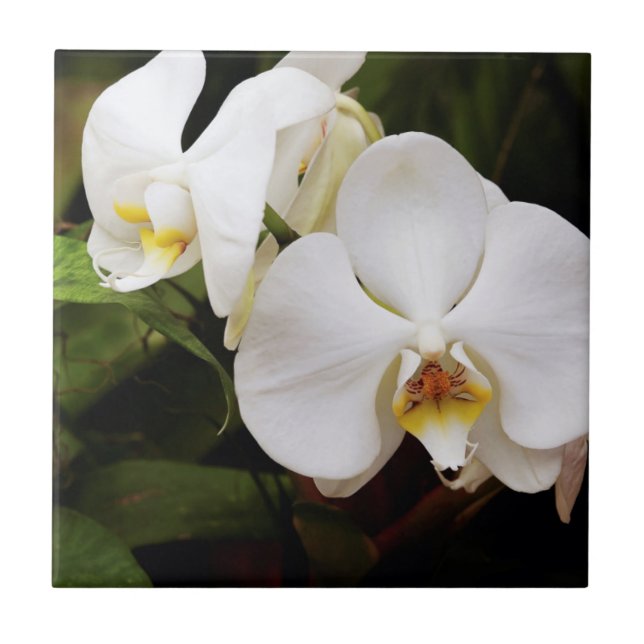 Azulejo De Cerâmica Orquídea Lua Branca (Phalaenopsis Aphrodite) (Frente)