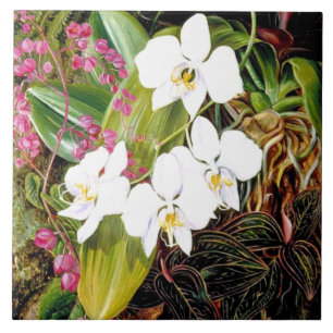 Azulejo De Cerâmica Orquídea malaia e uma tremenda cerami americana