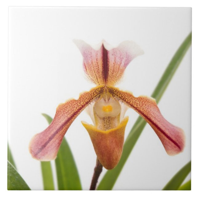 Azulejo De Cerâmica Orquídea - O chinelo vai caber (Frente)