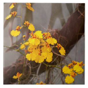 Azulejo De Cerâmica Orquídea - Ouro de manhã