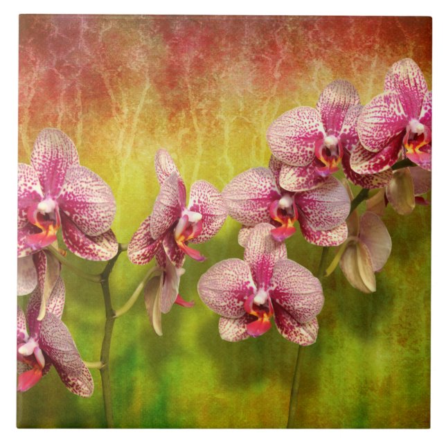 Azulejo De Cerâmica Orquídea - Phalaenopsis - simplesmente um prazer (Frente)