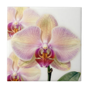 Azulejo De Cerâmica Orquídea Roxa Pastel Elegante em Flor