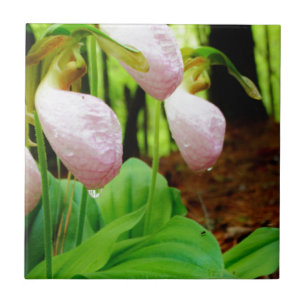 Azulejo De Cerâmica Orquídea selvagem da senhora deslizador