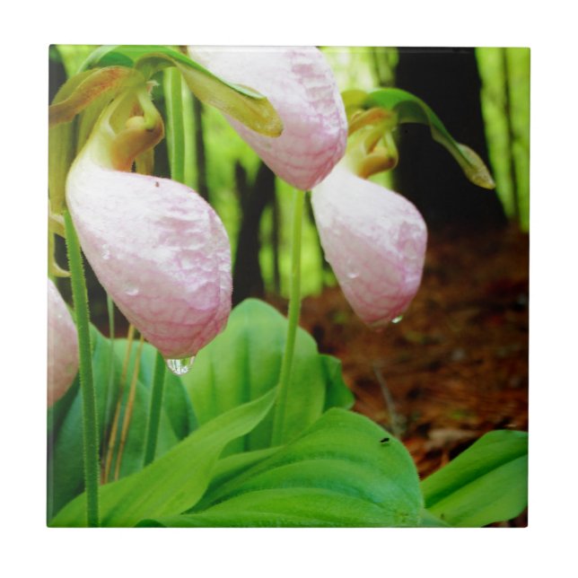 Azulejo De Cerâmica Orquídea silvestre de Lady Slipper Rosa (Frente)