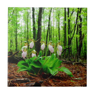 Azulejo De Cerâmica Orquídea silvestre de Lady Slipper Rosa