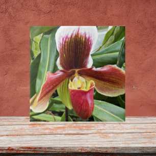 Azulejo De Cerâmica Orquídea vermelha do Slipper Floral