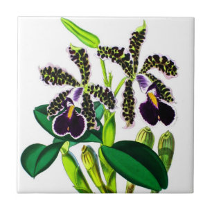 Azulejo De Cerâmica Orquídeas