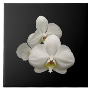 Azulejo De Cerâmica Orquídeas brancas