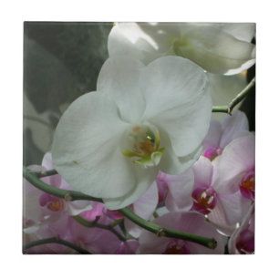 Azulejo De Cerâmica Orquídeas brancas e roxas